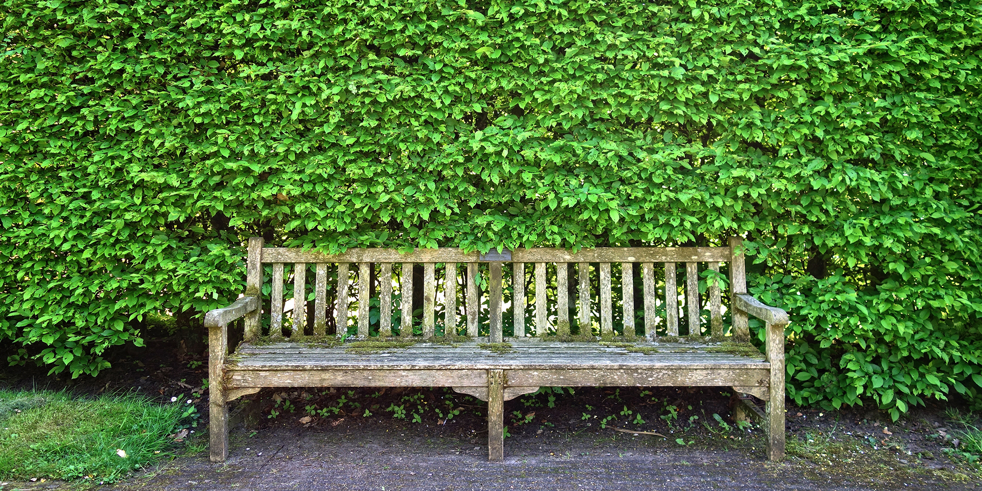 Heckenschnitt, Wir schneiden Ihre Hecke professionell